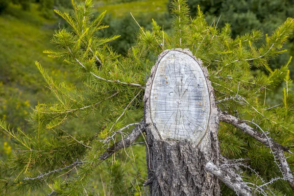 Bela Paisagem Floresta Tundra — Fotografia de Stock