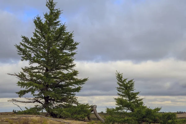 Bela Paisagem Floresta Tundra — Fotografia de Stock