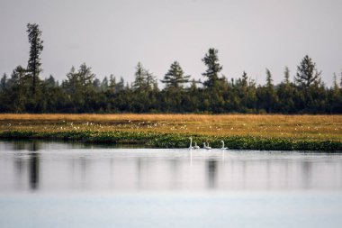 Lake Beyaz Kuğu ve yavruları doğal ortamlarında