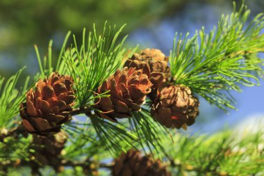 Güzel manzara orman-tundra, Genç dalları koniler mavi gökyüzü ile çeki düzen vermek