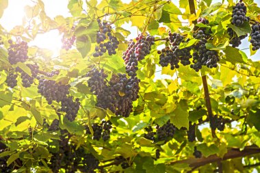 Sonbahar harvest yılında gün batımında üzüm bağları. Sonbahar, üzüm çeşitli Olgun üzüm Isabel