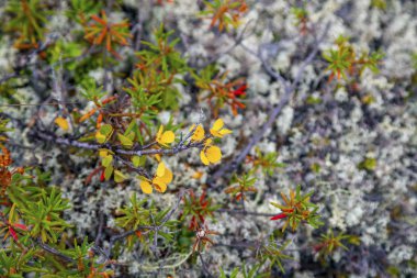 Tundra sonbaharda. Moss zemin üzerine sonbahar renkleri sarı çam dalları. Tundra, Kola Yarımadası, Rusya Federasyonu.