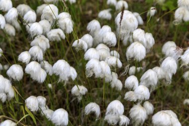 Beyaz kabarık kutup bitki 