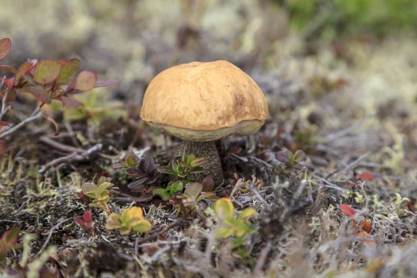 Tundra Pequeño Hongo Sobre Fondo Del Musgo — Foto de Stock