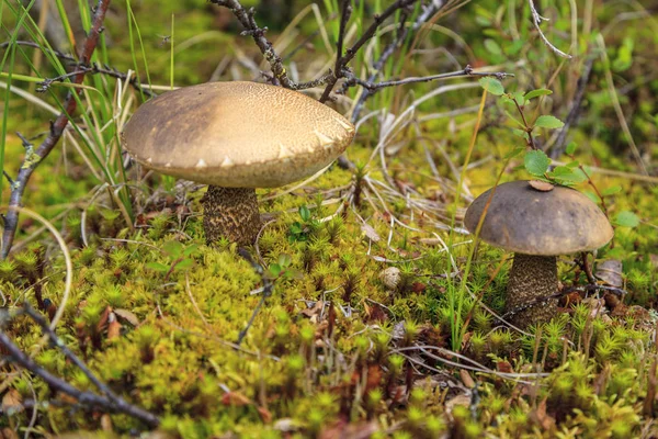 Tundra Small Mushroom Background Moss — Stock Photo, Image