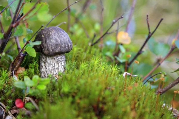 Tundra Ein Kleiner Pilz Auf Dem Hintergrund Von Moos — Stockfoto