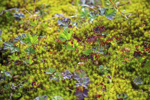 Herbst Der Tundra Gelbe Fichtenzweige Herbstfarben Auf Dem Moos Hintergrund — Stockfoto