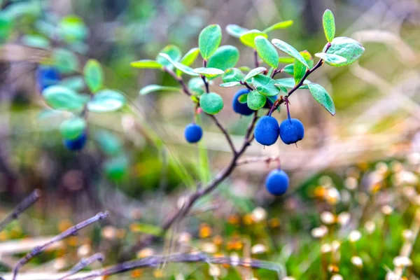 Hermoso Paisaje Bosque Tundra Arándano Bush Arándano Maduro Primer Plano — Foto de Stock