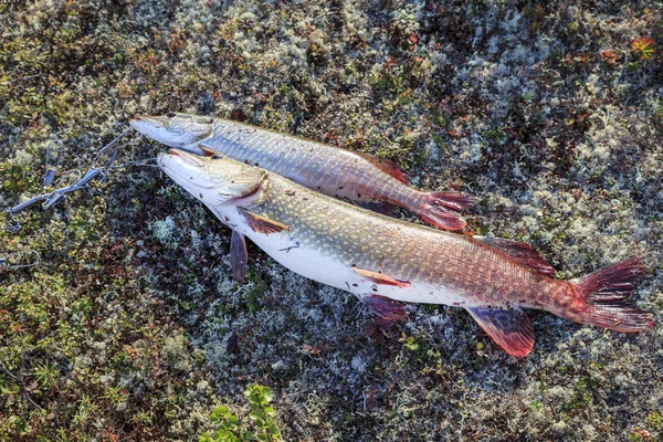 パイクをクローズ アップ 釣り草や漁具にパイクをキャッチ — ストック写真