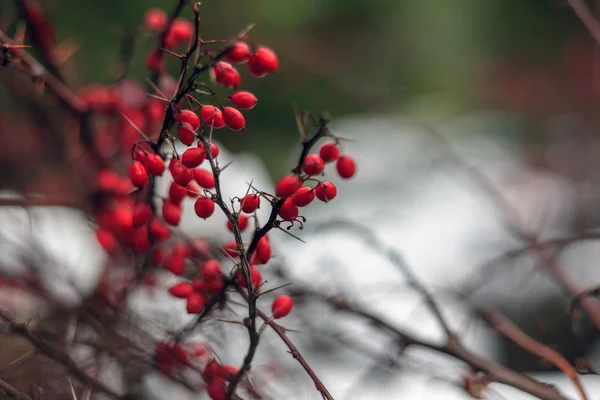 Autumn Landscape Red Berries Barberry Branches Ice Late Autumn Berries — Stock Photo, Image