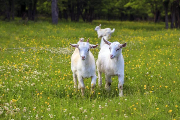 Cabras Jóvenes Blancas Grises Juegan Campo Flores — Foto de Stock