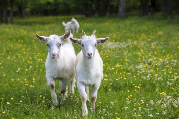 Cabras Brancas Cinzentas Estão Brincando Campo Flores — Fotografia de Stock