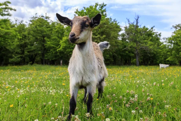 Cabras Jóvenes Blancas Grises Juegan Campo Flores — Foto de Stock