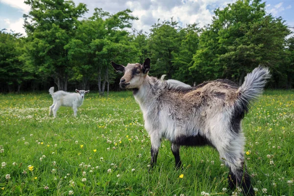 Cabras Jóvenes Blancas Grises Juegan Campo Flores — Foto de Stock