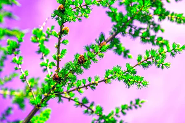 Vackra Landskap Skog Tundra Bright Spruce Gren Med Kottar Rosa — Stockfoto