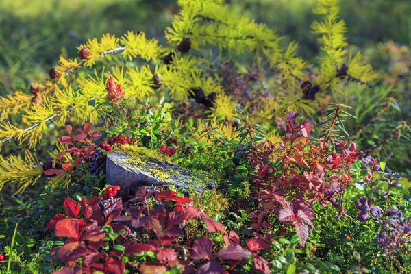 Krásná Krajina Lesní Tundry Krásné Podzimní Louka Brusinkovou Borůvky Pozadí — Stock fotografie