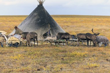 En kuzeyde Yamal, Tundra 'da ren geyiği ren geyiği, Nenets' in otlağında geyik koşumu.