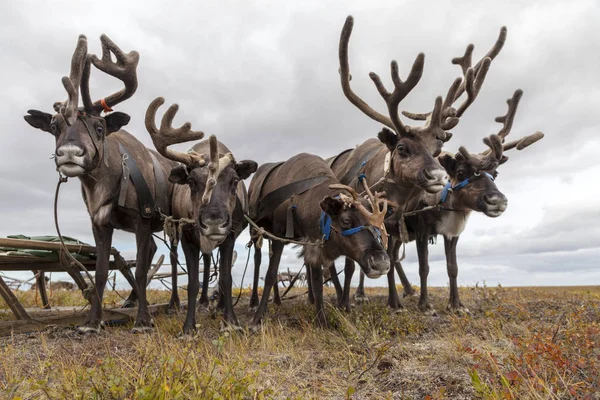 Extrême Nord Yamal Rennes Dans Toundra Harnais Cerfs Avec Rennes — Photo