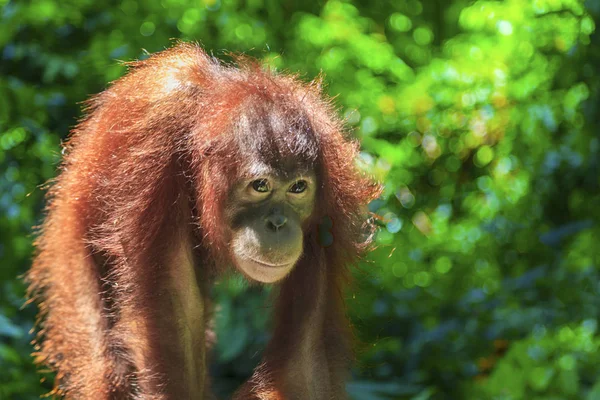 Närbild Orungutan Djungeln Indonesien — Stockfoto