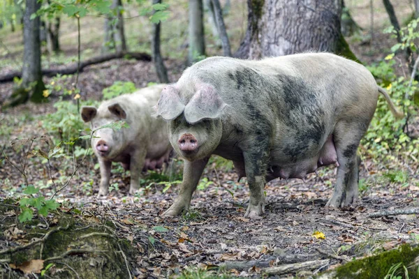 Doğada Büyük Bir Domuz 2019 Olduğunu Bir Domuz Evcil Hayvan — Stok fotoğraf