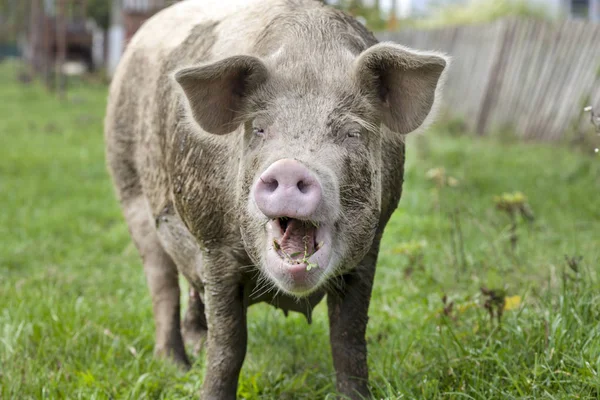 Grande Porco Natureza 2019 Ano Porco Animal Estimação Porco Comendo — Fotografia de Stock