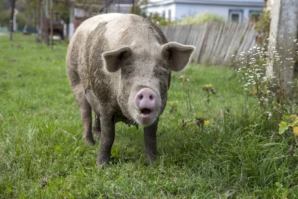 Grande Porco Natureza 2019 Ano Porco Animal Estimação Porco Comendo — Fotografia de Stock