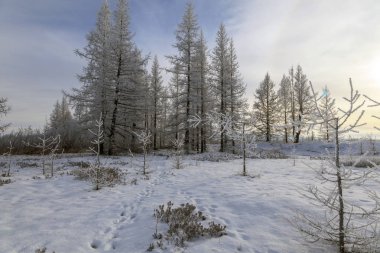 Güzel kış manzarası, ağaçların dallarında don, ilk kar.,