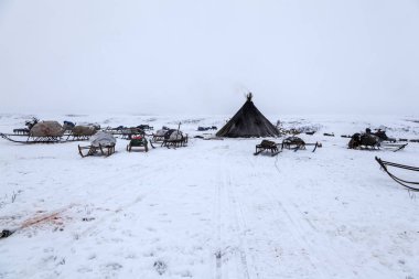 Ren geyiği, Nenets mera ile geyik koşum