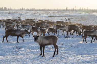 Yamal Yarımadası, Sibirya. Kışın ren geyiği sürüsü, soğuk bir kış gününde en iyi otlaklar için kutup dairesinin yakınındaki tundrada göç eder.. 
