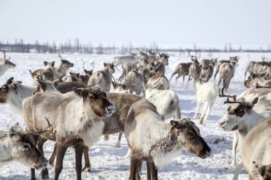 Yamal Yarımadası, Sibirya. Kışın ren geyiği sürüsü, soğuk bir kış gününde en iyi otlaklar için kutup dairesinin yakınındaki tundrada göç eder.. 