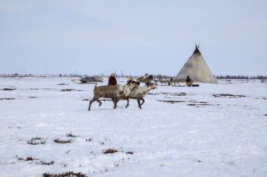 Nadym, Rusya Federasyonu - 27 Nisan 2018: tundra, açık alan, Yardımcısı Ren geyiği doğurmak, Ulusal giysiler; kadınlar Aşırı Kuzey, Yamal, Yardımcısı Ren geyiği doğurmak, Editör