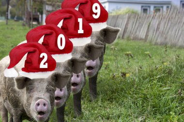 Yeni yıl 2019 numaraları ile birlikte kırmızı Santa şapkalar dört büyük domuzlar
