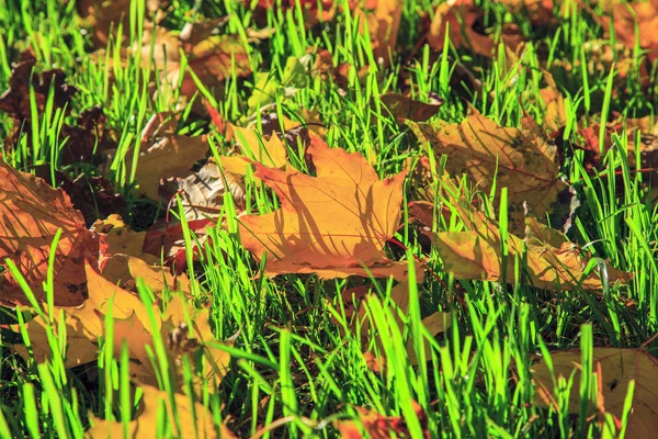 明るい黄色のカエデの葉が 美しい日当たりの良い黄色のカエデの葉が地面に落ちる秋の草の上 — ストック写真