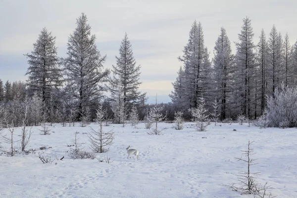 Krásná Zimní Krajina Mráz Větvích Stromů První Sníh — Stock fotografie