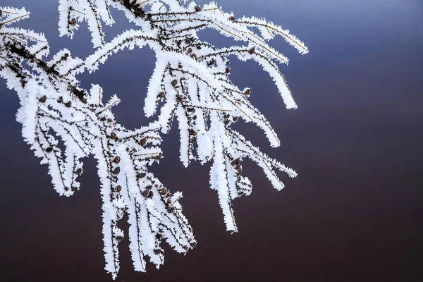 Vackert Vinterlandskap Frost Grenar Träd Den Första Snön Gren Spruce — Stockfoto