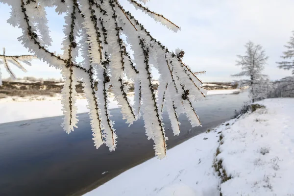 Beautiful Winter Landscape Frost Branches Trees First Snow Branch Spruce — Stock Photo, Image