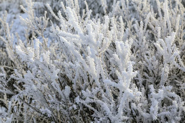 Bellissimo Paesaggio Invernale Gelo Sui Rami Degli Alberi Prima Neve — Foto Stock