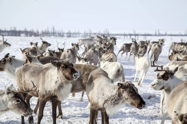 Péninsule Yamal Sibérie Troupeau Rennes Hiver Les Rennes Migrent Pour — Photo