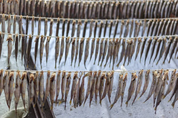 Сухая Рыба Сушеная Вонючая Рыба Осмериды — стоковое фото