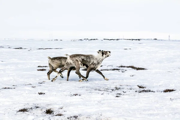 Yamal Schiereiland Siberië Een Kudde Rendieren Winter Rendieren Migreren Voor — Stockfoto