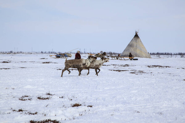 Nadym, Russia - april 27, 2018: tundra, open area, assistant reindeer breeder,  the women  in national clothes; The extreme north, Yamal,  assistant reindeer breeder, editorial