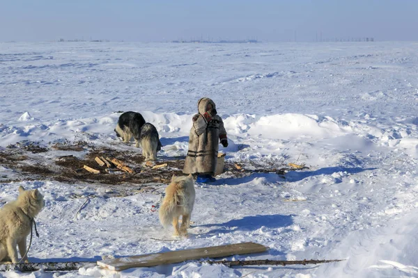 Tundra Área Abierta Niño Con Perro Invierno Frío Niño Con — Foto de Stock