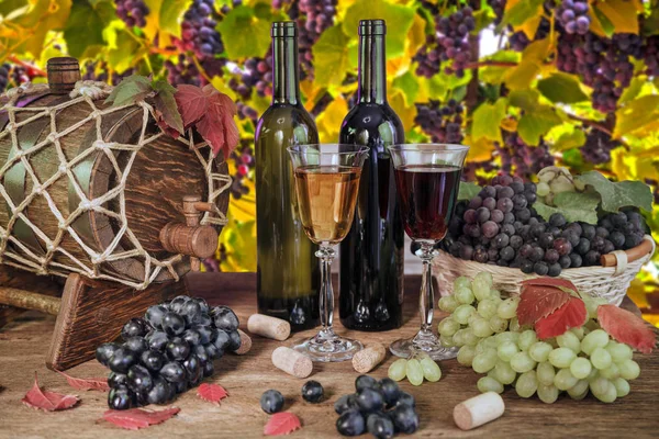 Vineyards Sunset Autumn Harvest Ripe Grapes Fall Grape Variety Isabel — Stock Photo, Image