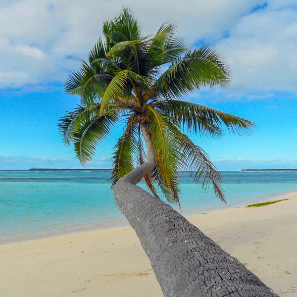 Maldives Indian Ocean Tropical Island Coconut Palm Trees Sandy Beach — Stock Photo, Image