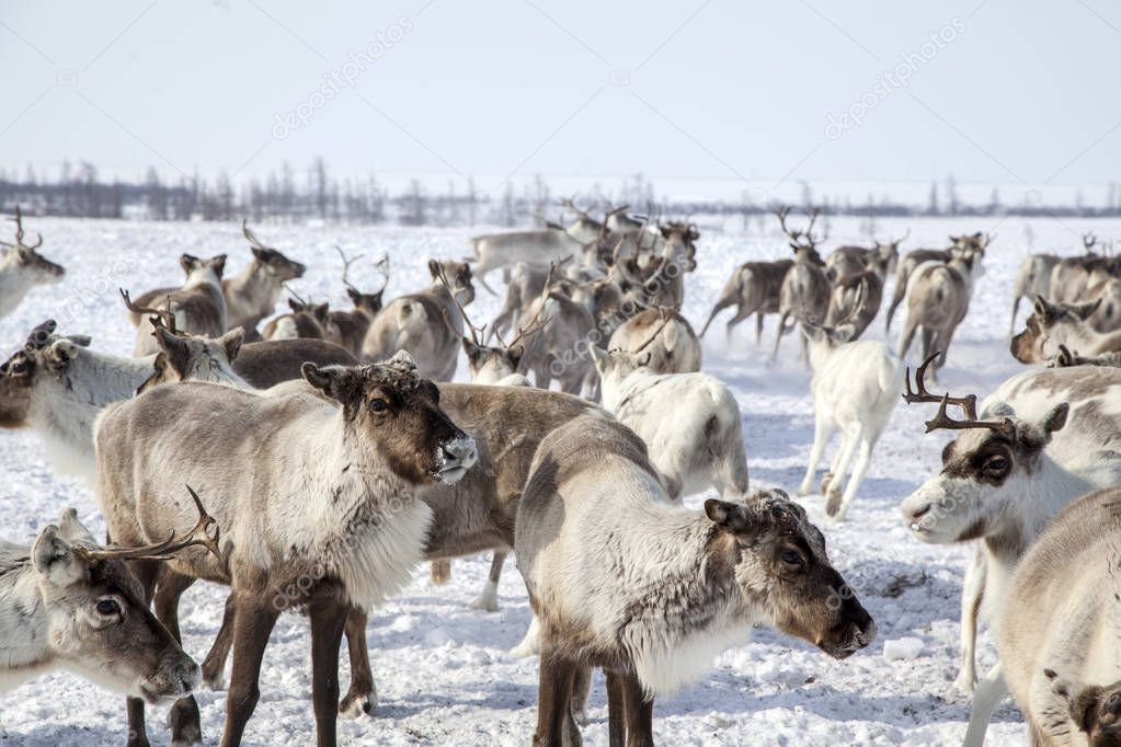 Yamal peninsula, Siberia. A herd of reindeer in winter, Reindeers migrate for a best grazing in the tundra nearby of polar circle in a cold winter day. 