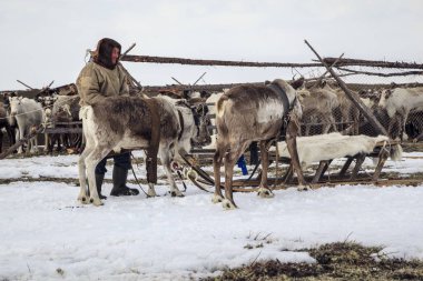 Nadym, Rusya Federasyonu - 27 Nisan 2018: Yamal, açık alan, tundra, aşırı Kuzey, Yardımcısı Ren geyiği doğurmak, yazı işleri