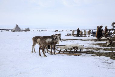 Nadym, Rusya Federasyonu - 27 Nisan 2018: Yamal, açık alan, tundra, aşırı Kuzey, Yardımcısı Ren geyiği doğurmak, Ulusal giysiler; kadınlar yazı işleri