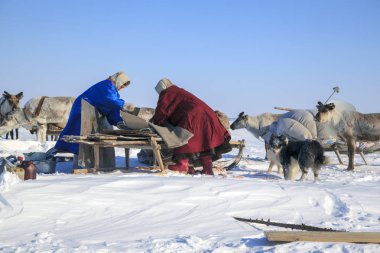 Nadym, Rusya Federasyonu - 27 Nisan 2018: Yamal, açık alan, tundra, aşırı Kuzey, Yardımcısı Ren geyiği doğurmak, Ulusal giysiler; kadınlar yazı işleri