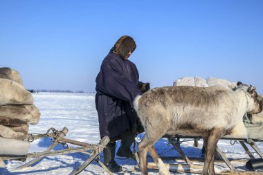 Nadym, Rusya Federasyonu - 27 Nisan 2018: Yamal, açık alan, tundra, aşırı Kuzey, Yardımcısı Ren geyiği doğurmak, yazı işleri