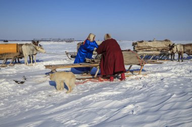 Nadym, Rusya Federasyonu - 27 Nisan 2018: Yamal, açık alan, tundra, aşırı Kuzey, Yardımcısı Ren geyiği doğurmak, Ulusal giysiler; kadınlar yazı işleri